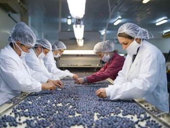 Argentina intenta reposicionarse en los mercados con su oferta exportable de arándanos.
