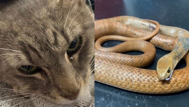 Muere gato salvando a dos nenes de una serpiente venenosa