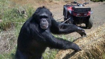 Matan a un chimpancé que atacó a la hija de su dueña