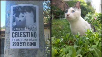 Celestino gato perdido.jpg