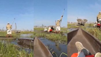 Un elefante atacó a turistas en un safari: volcó sus canoas y arrastró a mujer bajo el agua Un elefante atacó a turistas en un safari: volcó sus canoas y arrastró a mujer bajo el agua