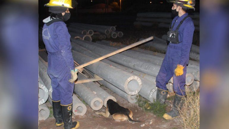 Rescataron a un perro que quedó con la cabeza atorada en una columna de hormigón