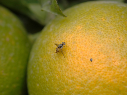 Terminó la emergencia por mosca de los frutos en Cinco Saltos. Terminó la emergencia por mosca de los frutos en Cinco Saltos.