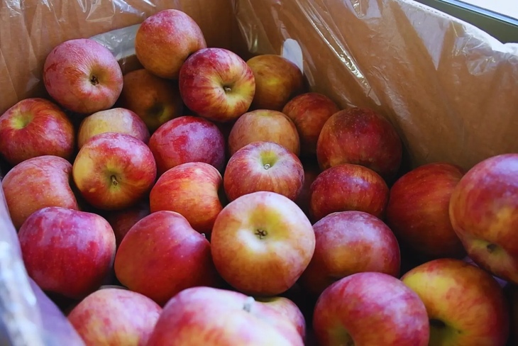 El programa es una ventaja competitiva para las frutas de pepita de nuestra región. Foto: INTA. El programa es una ventaja competitiva para las frutas de pepita de nuestra región. Foto: INTA.