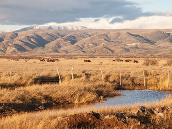 Emergencia y soluciones: Financiamiento favorable, capacitación en destete precoz y ajuste de cargas. Buscan distribuir aguadas para optimizar el uso del pasto. 