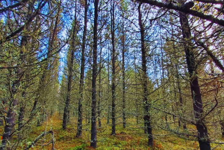 De norte a sur: orígenes cálidos y secos otorgan ventaja genética contra sequías. Hallazgo INTA-Conicet.