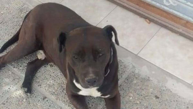 Pitbull abandonado ataca ferozmente y siembra el temor en un barrio