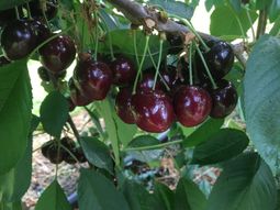 Chile está incursionando con fuerza en las variedades tardía de cerezas. Chile está incursionando con fuerza en las variedades tardía de cerezas.