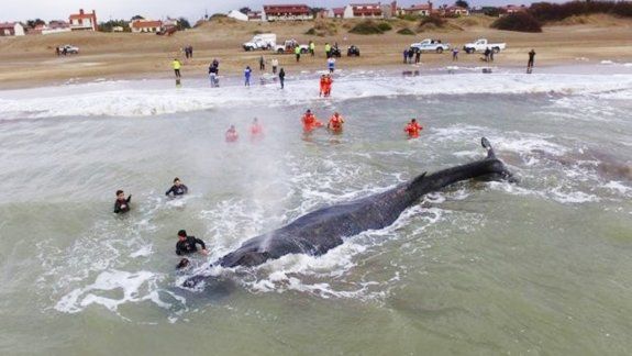 La ballena estuvo encallada 24 horas en el Partido de la Costa.