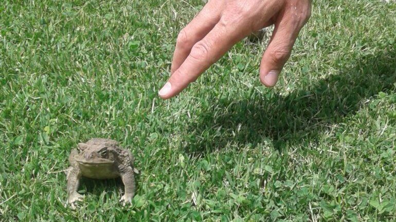 Los sapos de  un canal invadieron  El Progreso y Bouquet Roldán