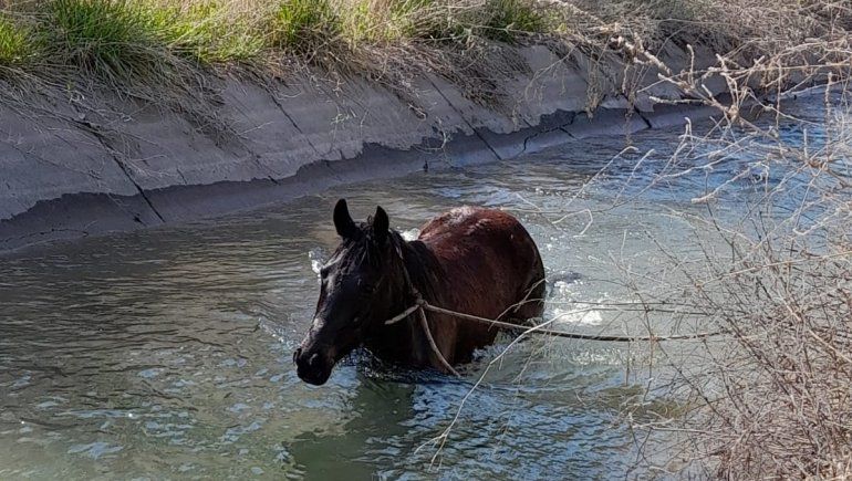 Rescataron a una yegua que se resbaló en un canal de riego