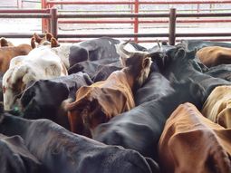 Las vacas de refugo son aquellas que ya no se destinaran para la reproducción. Las vacas de refugo son aquellas que ya no se destinaran para la reproducción.