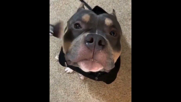 Twitter viral: este perrito se deja maquillar por su dueña