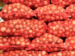 La producción de cebolla es clave en Río Negro. La producción de cebolla es clave en Río Negro.