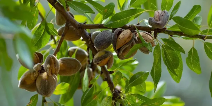 Un doble impulso desde América y Asia marca el inicio de uno de los ciclos más fuertes para los frutos secos en la última década. Un doble impulso desde América y Asia marca el inicio de uno de los ciclos más fuertes para los frutos secos en la última década.