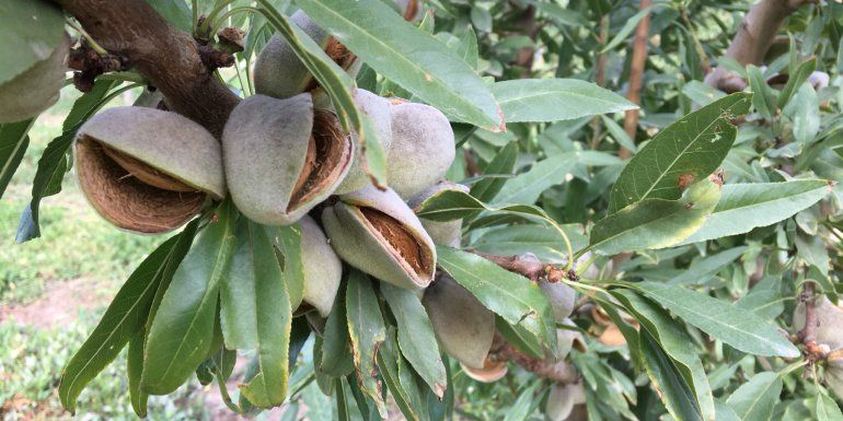 Almendras saborizadas desde Cipolletti