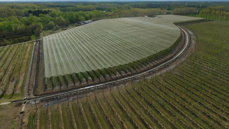 Sigue creciendo la cobertura de frutales en todo el Valle de Río Negro y Neuquén. | LM Neuquen Sigue creciendo la cobertura de frutales en todo el Valle de Río Negro y Neuquén.