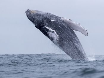 Ya llegan ballenas a Puerto Madryn: por qué la temporada 2026 arranca antes y cuánto costarán los avistajes.