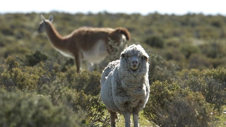 Más guanacos que ovejas: la ecuación que preocupa en Santa Cruz.