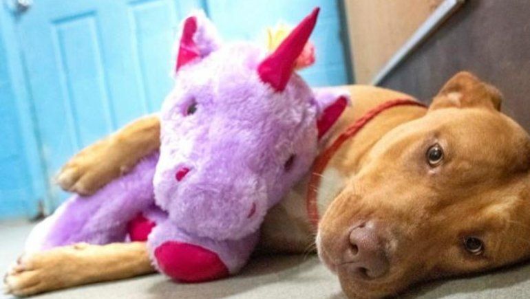 Perro enamorado de un unicornio de peluche conmueve en Facebook