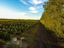 Los vinos neuquinos presentan una notable concentración de color en todas sus variedades, alto nivel de fruta en los aromas, gran cuerpo y estructura. Foto: WofA Los vinos neuquinos presentan una notable concentración de color en todas sus variedades, alto nivel de fruta en los aromas, gran cuerpo y estructura. Foto: WofA
