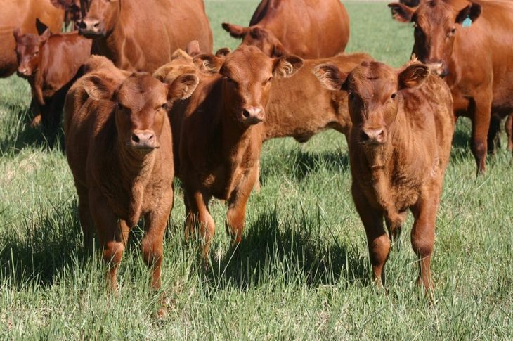 El negocio mundial de la carne vacuna ingresa en un escenario más volátil, con impacto directo sobre exportadores, precios y mercados de destino. El negocio mundial de la carne vacuna ingresa en un escenario más volátil, con impacto directo sobre exportadores, precios y mercados de destino. 