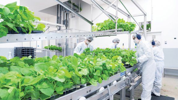 La vacuna vegetal