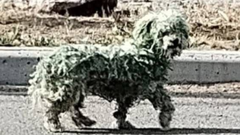 Bebé, el caniche toy que encontraron perdido y pintado de verde en las calles de Trelew. Bebé, el caniche toy que encontraron perdido y pintado de verde en las calles de Trelew.