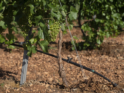 Crisis del vino: el sobrestock global obliga al arranque y abandono de viñedos históricos. Crisis del vino: el sobrestock global obliga al arranque y abandono de viñedos históricos.