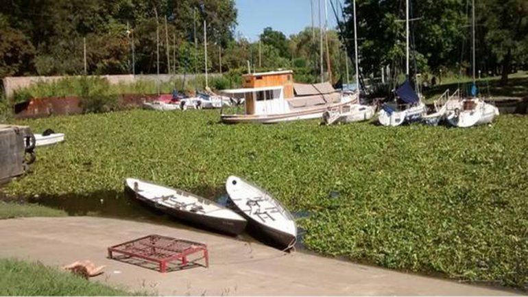 Las crecidas en el Litoral trajeron enormes camalotes con sorpresas.