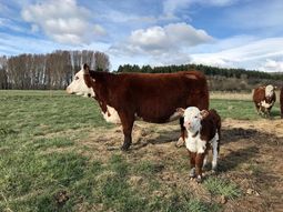 Un especialista del INTA analiza las causas estructurales de la suba de la carne y advierte sobre un escenario complejo para productores, frigoríficos y consumidores. Un especialista del INTA analiza las causas estructurales de la suba de la carne y advierte sobre un escenario complejo para productores, frigoríficos y consumidores.