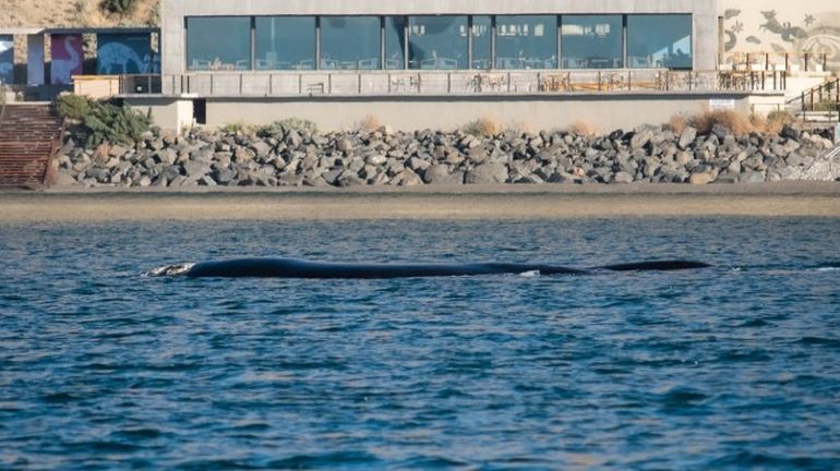 Una ballena franca en la playa de Rada Tilly, Chubut. Una ballena franca en la playa de Rada Tilly, Chubut.