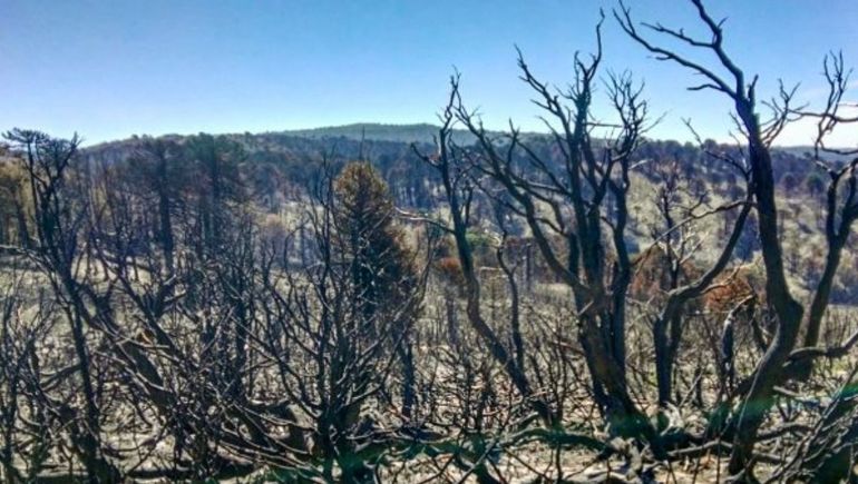 Aluminé: por los graves incendios demandará cuatro veranos reforestar el Lote 39