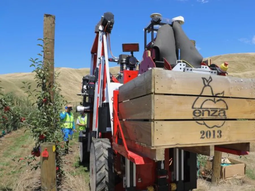 Los productores de manzanas de Nueva Zelanda, optimistas con la presente temporada. Los productores de manzanas de Nueva Zelanda, optimistas con la presente temporada.