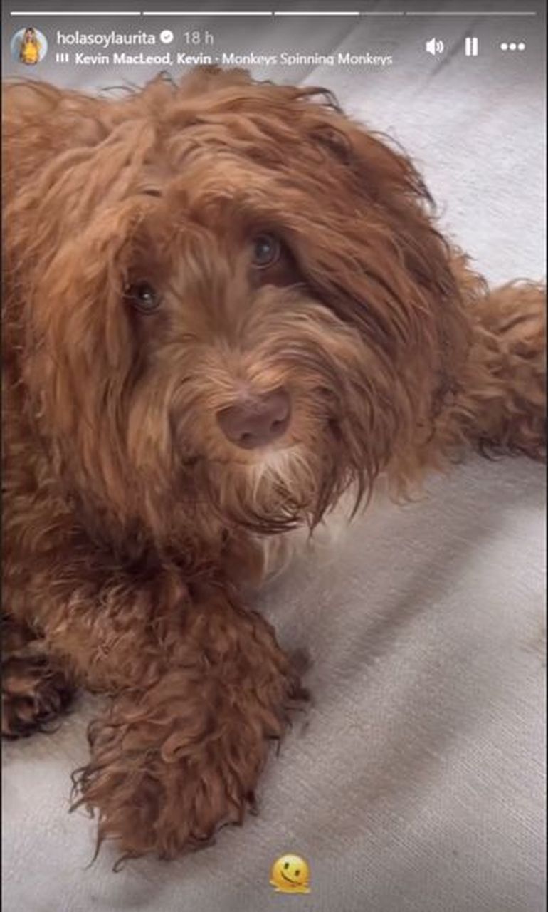 Miel, la mascota de Laurita Fernández y Peluca Brusca. Miel, la mascota de Laurita Fernández y Peluca Brusca.