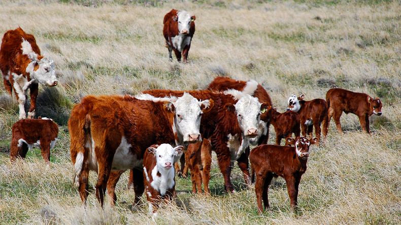 Preocupación entre los productores de la Patagonia por el cierre de la frontera con Chile.