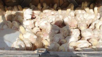 lo atraparon cuando huia con 124 pollos vivos en el baul del auto lo atraparon cuando huia con 124 pollos vivos en el baul del auto