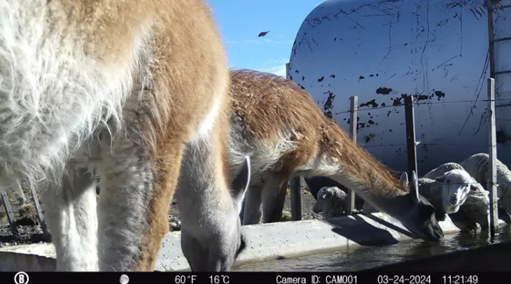 Doce guanacos bastan para bloquear el acceso de cien ovejas a un bebedero en Santa Cruz. Doce guanacos bastan para bloquear el acceso de cien ovejas a un bebedero en Santa Cruz.