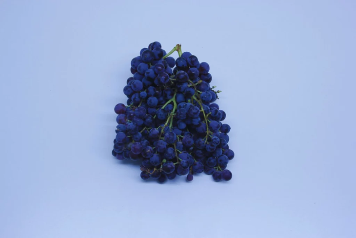 Vinos experimentales de variedades criollas durante la cata sensorial en INTA. Foto: INTA Vinos experimentales de variedades criollas durante la cata sensorial en INTA. Foto: INTA