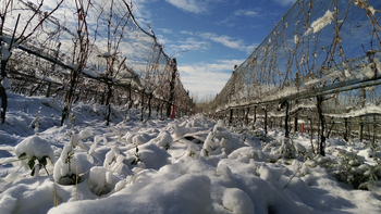 Los viñedos de Otronia, la bodega donde se realizan los vinos más australes del mundo. Los viñedos de Otronia, la bodega donde se realizan los vinos más australes del mundo.