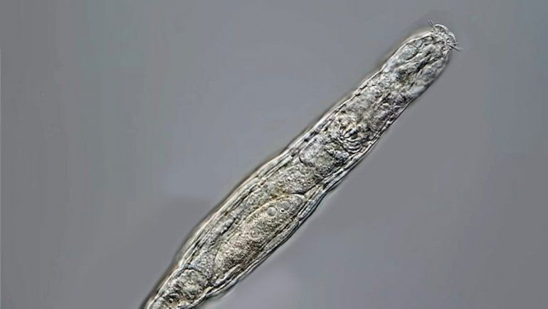 Un animal volvió a la vida luego de 24 mil años congelado