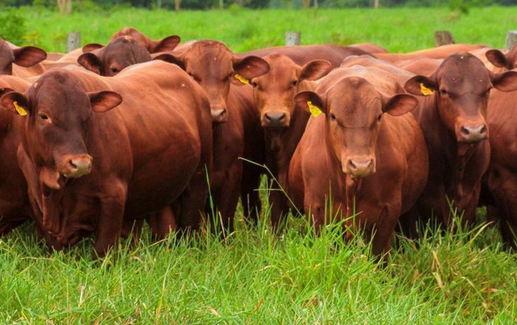 El agro aparece como el gran beneficiado potencial del acuerdo, aunque enfrenta trabas ambientales, sanitarias y políticas desde Europa. El agro aparece como el gran beneficiado potencial del acuerdo, aunque enfrenta trabas ambientales, sanitarias y políticas desde Europa.