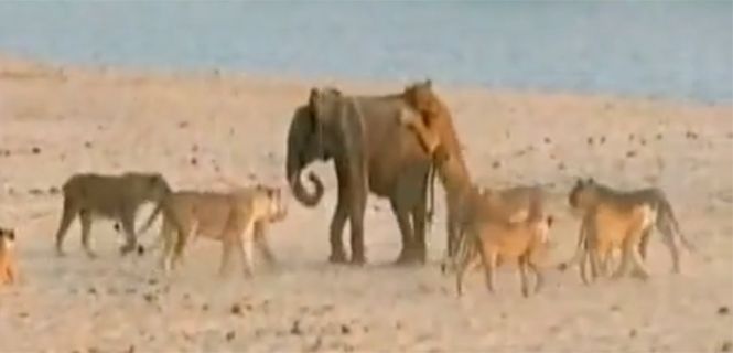 Un elefante fue atacado por 14 leones y evitó ser comido