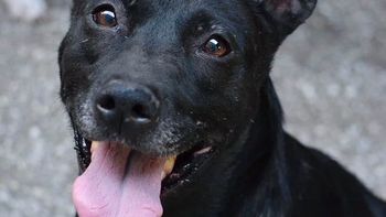 Caso Ángel López: una movida solidaria por las perritas del nene golpeado que murió en Comodoro Rivadavia. (Foto ilustrativa). Caso Ángel López: una movida solidaria por las perritas del nene golpeado que murió en Comodoro Rivadavia. (Foto ilustrativa).