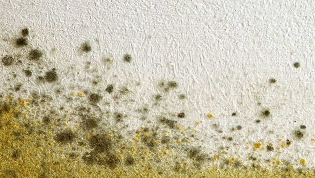 El mejor truco para evitar que se forme el moho en la pared: muy rápido y sencillo