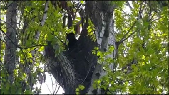 La solidaridad permitió el rescate de la gatita trepada al árbol