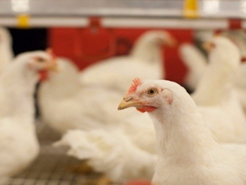 Granjas ultratecnológicas para la producción de alimentos.