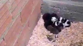 Rescataron a nueve perros maltratados en Trevelin, Chubut. Rescataron a nueve perros maltratados en Trevelin, Chubut.