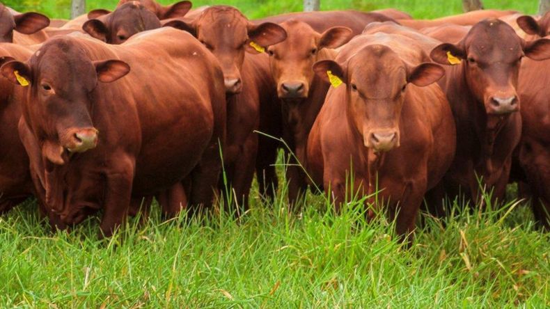 La brecha de valores muestra señales tempranas de tensión en la oferta y podría alterar la dinámica del mercado en los próximos meses. | LM Neuquen La brecha de valores muestra señales tempranas de tensión en la oferta y podría alterar la dinámica del mercado en los próximos meses.