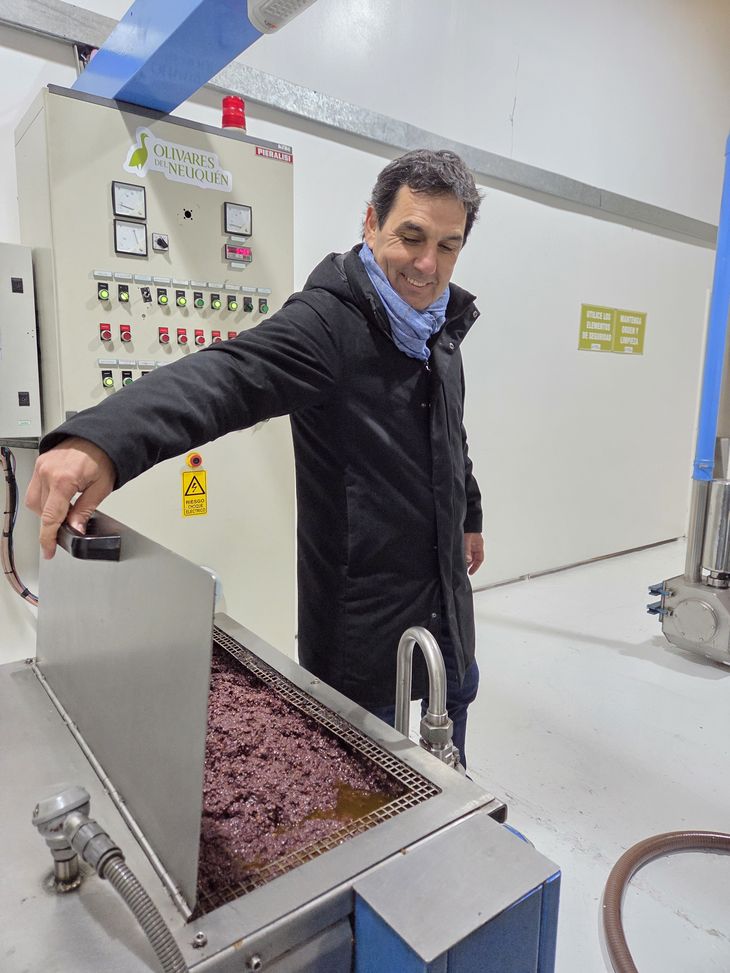 Tradición y futuro: Giulio Retamal Jara lidera el inicio de la zafra en Olivares del Neuquén. Tradición y futuro: Giulio Retamal Jara lidera el inicio de la zafra en Olivares del Neuquén.